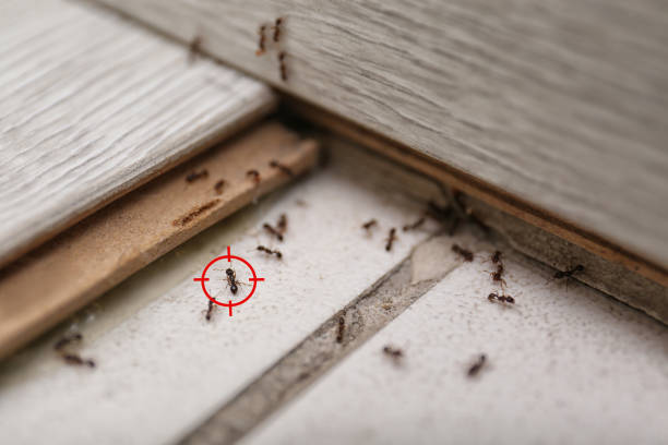 Professional Pest Control in Remlap, AL